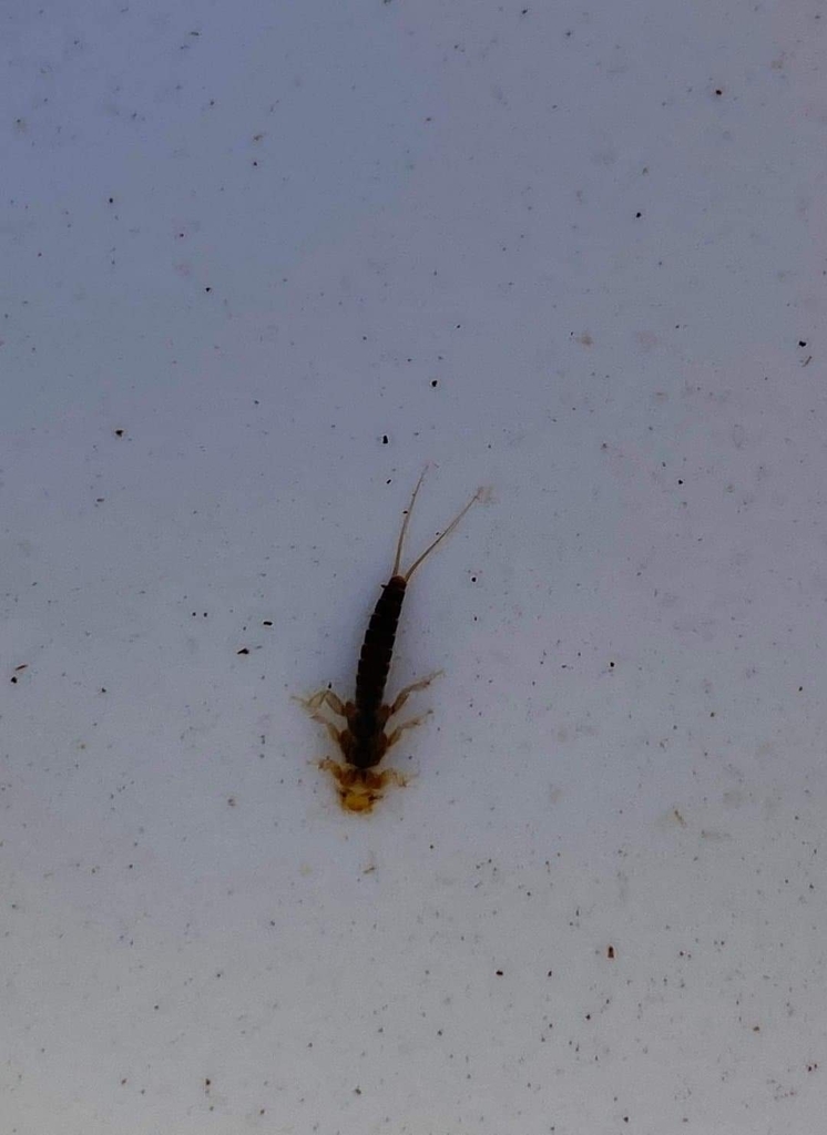 Isoptena serricornis