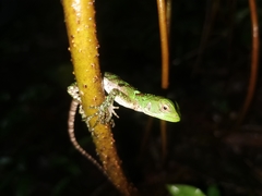 Enyalioides laticeps
