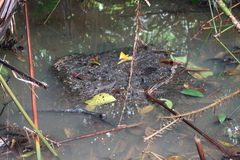 Rhinoceros sondaicus