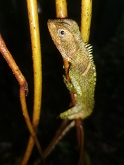 Enyalioides laticeps