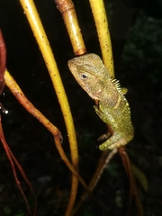 Enyalioides laticeps