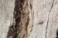 Lemidia accincta