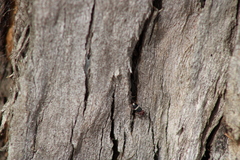 Lemidia accincta