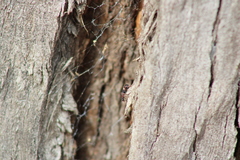 Lemidia accincta