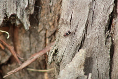Lemidia accincta