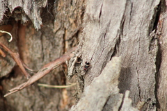 Lemidia accincta