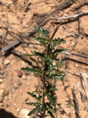 Androcalva pedleyi