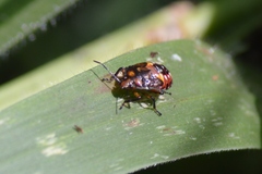 Podisus fuscescens
