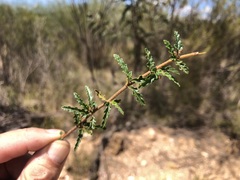 Androcalva pedleyi