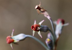 Tulbaghia acutiloba