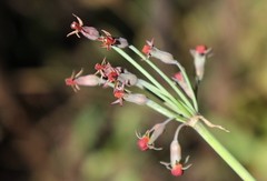 Tulbaghia acutiloba