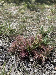 Castilleja angustifolia
