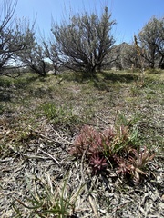 Castilleja angustifolia