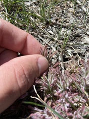 Castilleja angustifolia