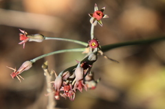 Tulbaghia acutiloba