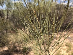 Acacia caroleae