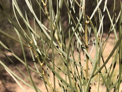 Acacia caroleae