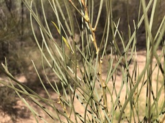 Acacia caroleae