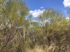 Acacia caroleae