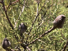 Hakea purpurea