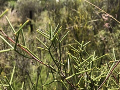 Hakea purpurea