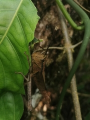 Aeolacris octomaculata