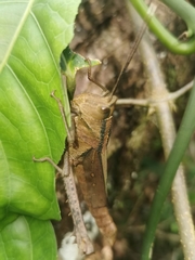 Aeolacris octomaculata
