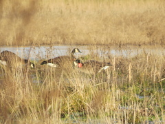 Branta canadensis occidentalis