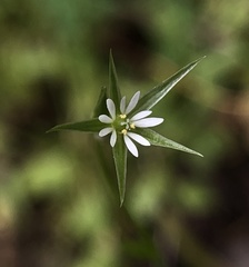 Stellaria nitens