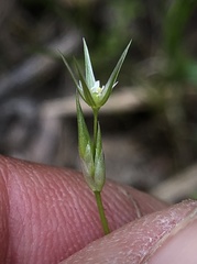 Stellaria nitens