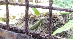 Pseudocalotes tympanistriga