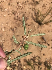 Androcalva pedleyi