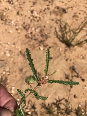 Androcalva pedleyi