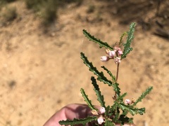 Androcalva pedleyi