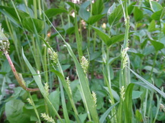 Carex leptonervia