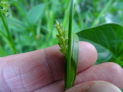 Carex leptonervia
