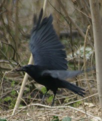 Corvus corone