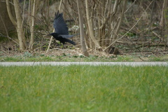 Corvus corone