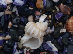 Coralliophila squamosissima