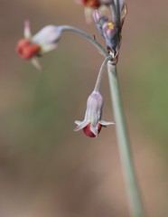 Tulbaghia acutiloba