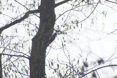 Dendrocopos major