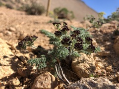 Lomatium mohavense