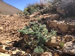 Lomatium mohavense