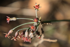 Tulbaghia acutiloba