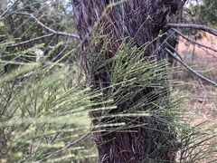 Allocasuarina inophloia