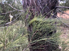 Allocasuarina inophloia