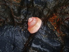 Notogibbula bicarinata