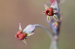 Tulbaghia acutiloba