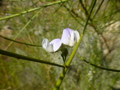 Psoralea usitata