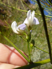 Psoralea usitata